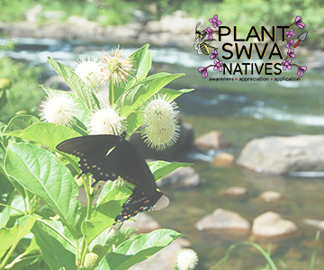 Contribute Photos to the Plant SWVA Guide